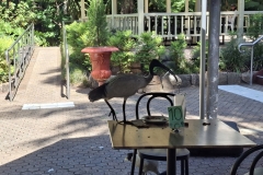 20251119-74-Brisbane-thiefs