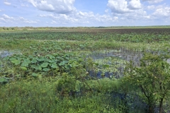 20251212-109-Mamukala-Wetlands