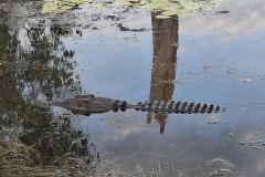 20251214-171-Crocodile-on-Yellow-Water