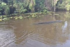 20251214-185-Croc-on-Yellow-Water