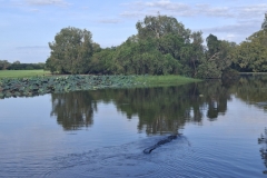 20251214-188-Croc-on-Yellow-Water