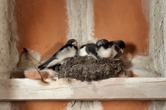 20250816-131-Skagen-zwaluwen-in-Verzande-Kerk