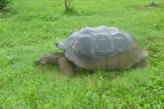 1_P1120680-Reuzeschildpadden-op-Primicias