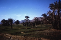 65-18-Al-Qatn-velden-in-dorp-en-omgeving