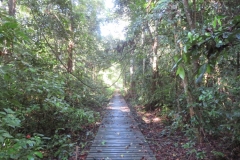 IMG_3181-Walking-through-the-jungle-on-planks