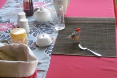 P1010217-Vogeltje-op-onze-ontbijttafel