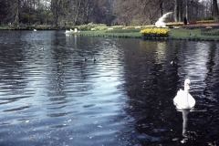 08-03-Keukenhof-1976
