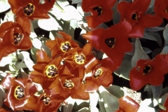 08-14-Keukenhof-1976