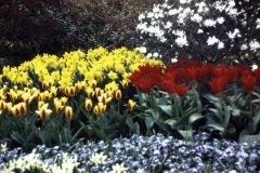 08-17-Keukenhof-1976