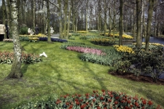 08-20-Keukenhof-1976