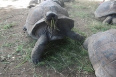 P1010335-Vers-voedsel-voor-de-schildpadden