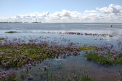 20240722-95-Schiermonnikoog