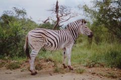IMG_3682-Krugerpark