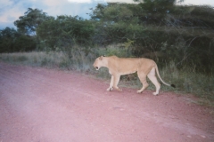 IMG_3697-Krugerpark-Mahony-loop-bij-Punda-Maria