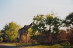 IMG_3700-Krugerpark-zuid