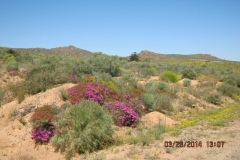 IMG_0038-Bloemen-in-Namaqualand