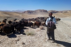 DSC_1761-Herder-in-Band-e-Amir-N.P.