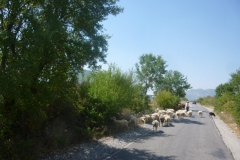 P1110521-Kudde-schapen-in-Albanie