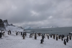 P1000836-Gentoo-pinguins
