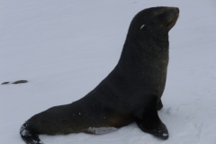 P1000856-Fur-seal