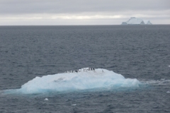 P1000989-Pinguins-op-ijsschots