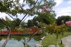 1_P1000748-Jardin-Japones