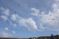 P1020188-Thousands-of-sooty-tern-birds