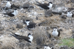 P1020210-Sooty-terns