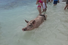 20250714-108-Pigs-Beach