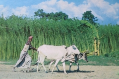 IMG_3382-Boer-in-Bangladesh