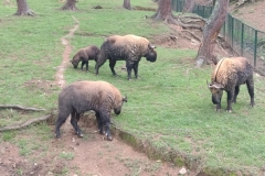 20240703-226-Takin-Preserve