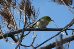 P1010799-Rare-Bonin-white-eye