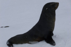 P1000856-Fur-seal