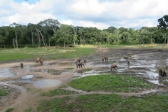 IMG_0615-Bayanga-saline-bosolifanten