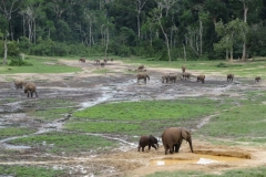 IMG_0648-Bayanga-saline-bosolifanten