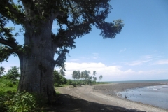 P1000959-Baobab-bij-strand-in-Bambao