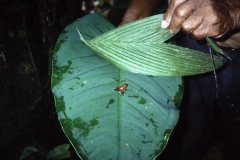 59-18-Tortuguero-kleine-gifkikkers-op-jungletrail