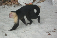 IMG_1113-Costa-Rica-kapucijnerraap