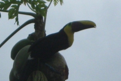 IMG_1139-Costa-Rica-Osa-Lapamar