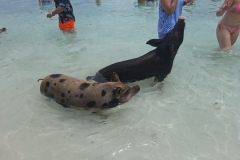 20250714-113-Pigs-Beach