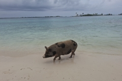20250714-122-Pigs-Beach