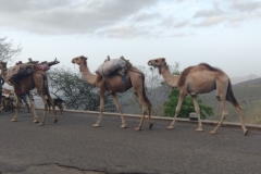 20230522-53-Camel-herder-on-the-road