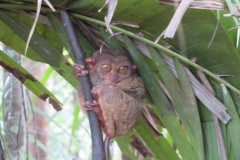 IMG_3032-Tarsier