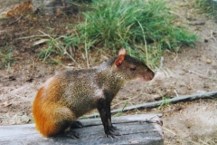 IMG_3306-Capibara-in-Rock-View-Lodge