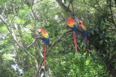 IMG_0574-Honduras-Copan-PN-de-Aves