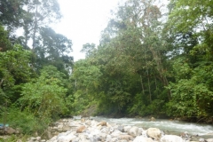 P1060607-Alas-River-in-Gunung-Leuser-NP