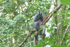 P1060641-Thomas-Leaf-monkey