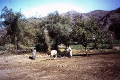 66-29-Osseploen-op-weg-naar-Khamis-Bani-Sad