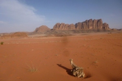 P1080489-Wadi-Rum-in-de-morgen