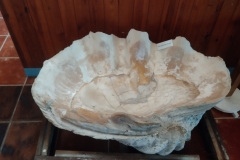 20250206-261-Huge-conch-shell